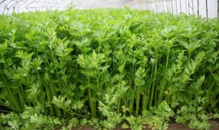 芹菜的栽培技术 芹菜的种植方法